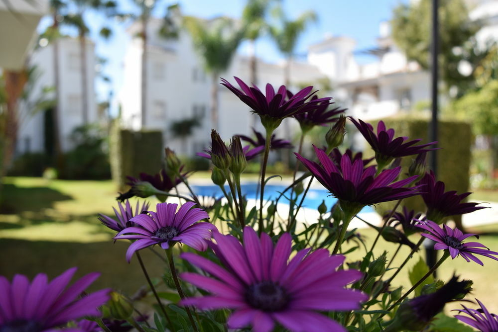 Apartamentos Y Casas Serinamar Marbella El Angel ภายนอก รูปภาพ